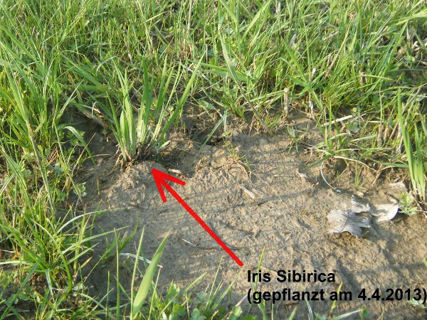 neu gepflanzte Iris Sibirica