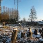 NABU-Barleben-Arbeitseinsatz-Haegebach-3373