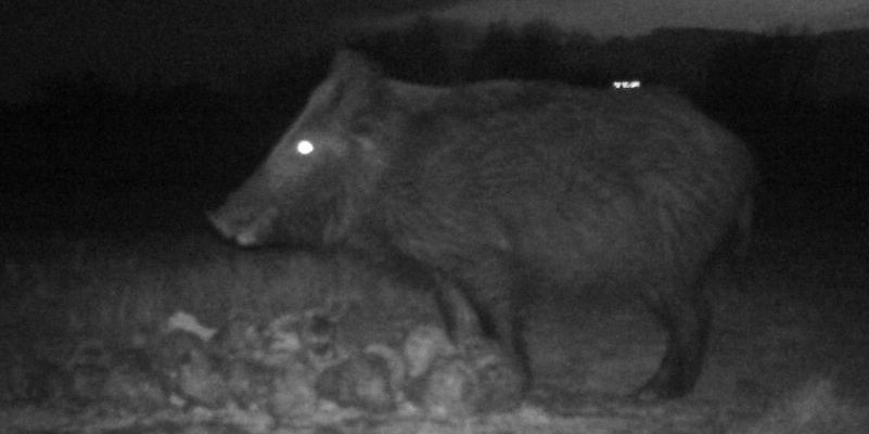 2015-03-NABU-Wildkamera-II