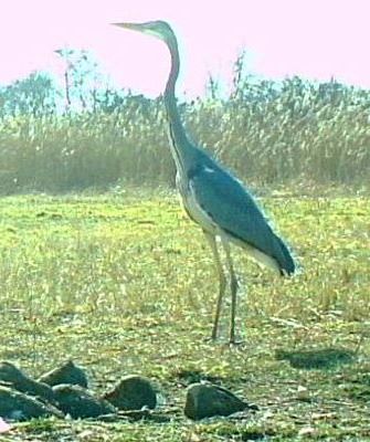 2015-03-NABU-Wildkamera-III