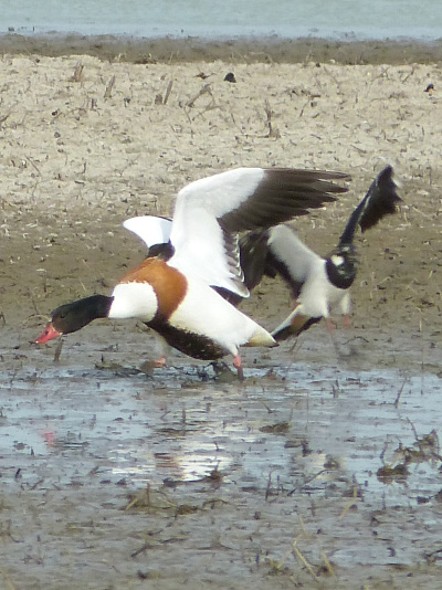 KibitzGegenGans