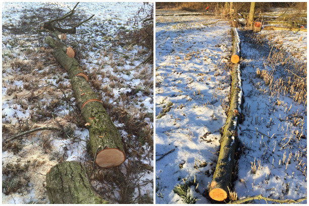 Rohmaterial Brennholz Nutzholz