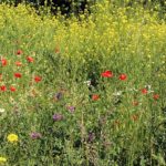 Natur- und Artenschutz im Technologiepark Ostfalen