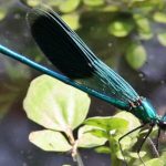 Die Libellen im Technologiepark Ostfalen
